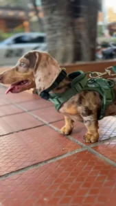 Publicación de Instagram de Berli