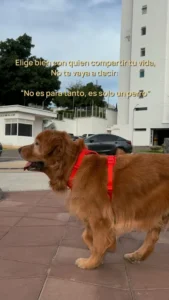 Publicación de Instagram de Berli